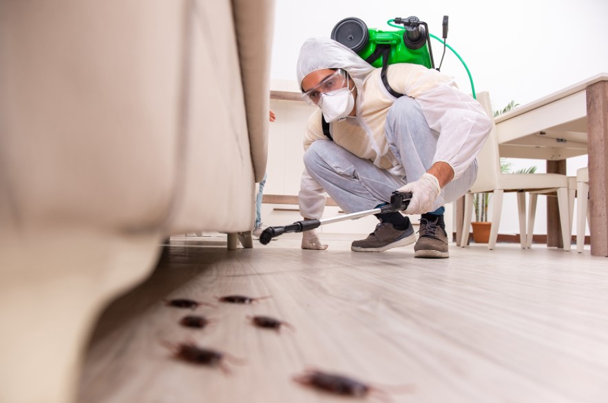 Essential Tips to Choose the Best Pest Control Services