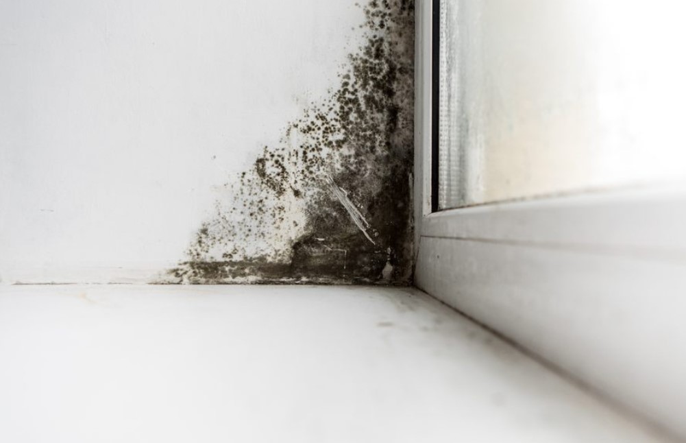 Is Mold Testing Really Necessary?